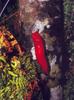 [Australia] Red Triangle Slug (Triboniophorus graeffei)