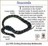 Green Anaconda (Eunectes murinus)