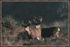 Mule Deer (Odocoileus hemionus)