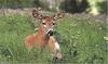 Mule Deer (Odocoileus hemionus)