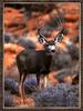 Mule Deer (Odocoileus hemionus)