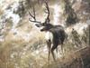 Mule Deer (Odocoileus hemionus)