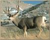 Mule Deer (Odocoileus hemionus)