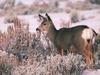 Mule Deer (Odocoileus hemionus)