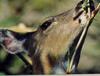 Sitka deer (Odocoileus hemionus sitkensis)