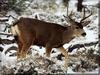 Mule Deer (Odocoileus hemionus)