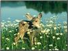 Mule Deer fawn (Odocoileus hemionus)