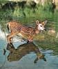 Mule Deer fawn (Odocoileus hemionus)