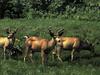 Mule Deer (Odocoileus hemionus)