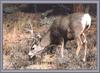 Mule Deer (Odocoileus hemionus)