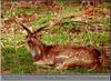 Axis Deer, Chital (Axis axis)