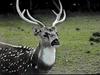 Axis Deer, Chital (Axis axis)