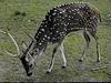 Axis Deer, Chital (Axis axis)