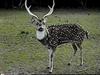 Axis Deer, Chital (Axis axis)