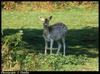 Fallow Deer (Dama dama)