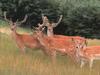 Fallow Deer (Dama dama)