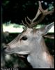 Fallow Deer (Dama dama)