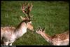 Fallow Deer (Dama dama)