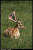 Fallow Deer (Dama dama)