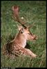 Fallow Deer (Dama dama)