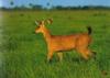 Marsh Deer (Blastocerus dichotomus)