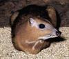 Greater Mouse-Deer (Tragulus napu)