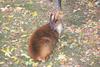 Indian Muntjac (Muntiacus muntjak)