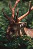 Formosan Sika Deer (Cervus nippon taiouanus)