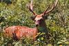 Formosan Sika Deer (Cervus nippon taiouanus)