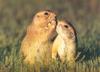 Prairie Dog pair (Cynomys sp.)