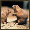 Black-tailed Prairie Dog pair (Cynomys ludovicianus)