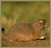 Black-tailed Prairie Dog (Cynomys ludovicianus)