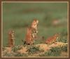 Black-tailed Prairie Dogs (Cynomys ludovicianus)