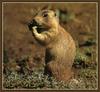 Utah Prairie Dog (Cynomys parvidens)