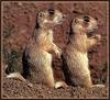 White-tailed Prairie Dogs (Cynomys leucurus)