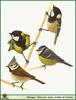 Tit illust (Parus sp.)