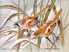 [Animal Art - Basil Ede] Bearded Tit, Bearded Parrotbill (Panurus biarmicus) = bearded reedling