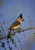 Black-crested Titmouse (Baeolophus atricristatus)