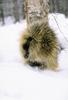 North American Porcupine (Erethizon dorsatum)