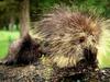 North American Porcupine (Erethizon dorsatum)