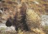 North American Porcupine (Erethizon dorsatum)