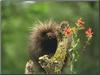 North American Porcupine (Erethizon dorsatum)