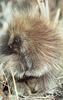 North American Porcupine (Erethizon dorsatum)