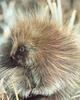 North American Porcupine (Erethizon dorsatum)