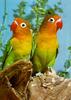 Fischer's Lovebird (Agapornis fischeri)