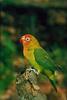 Fischer's Lovebird (Agapornis fischeri)