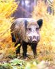 Wild Boar (Sus scrofa)