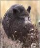 Wild Boar (Sus scrofa)