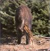 Wild Boar piglet (Sus scrofa)