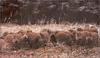 Wild Boar piglets (Sus scrofa)